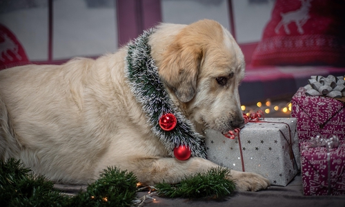 Auch Tierheimbewohner freuen sich über Geschenke (Symbolbild).