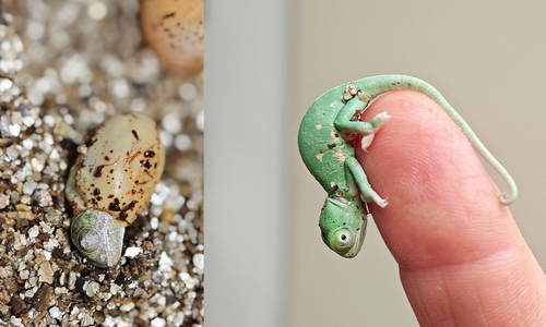 Der winzige Nachwuchs kann nun besichtigt werden.