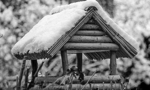 Niemand zuhause? - Es gibt einen dramatischen Rückgang an heimischen Vogelarten.