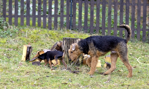 Zecken lauern fast überall in der Natur.