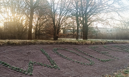 Am Detmeroder Kreuz wurde bereits der Wolfsburg-Schriftzug vom Geschäftsbereich Grün gestaltet. 