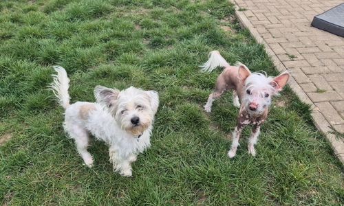 Die beiden ausgesetzten Hunde. Links der Mischling, rechts der Chinese Crested - Rüde.