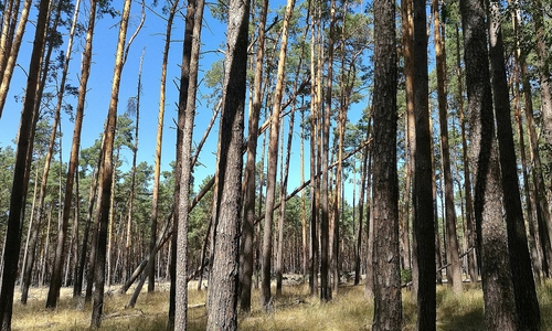 Wald (Archiv)