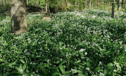 Blühender Bärlauch im Elm.