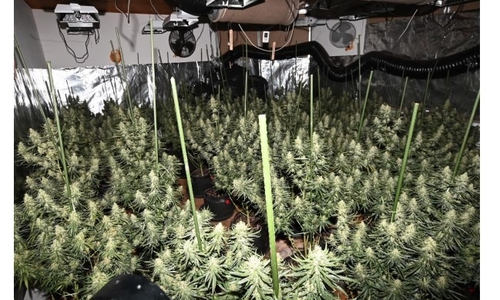 In Bad Lauterberg wurde eine Cannabis-Plantage gefunden. 