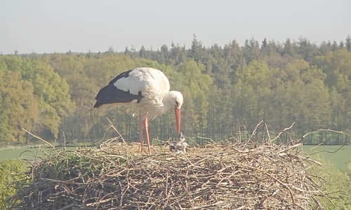 Beim Storchenpaar Fridolin und Mai ist der erste Nachwuchs angekommen. (Archivfoto)