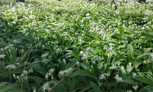 Blühender Bärlauch im Elm.