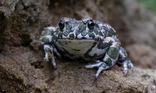 Die Wechselkröte (Bufotes viridis) ist mit ihrer kontrastreichen, grünlichen Fleckenmusterung und ihren gelb-grünen Augen eine sehr charakteristische Amphibienart.