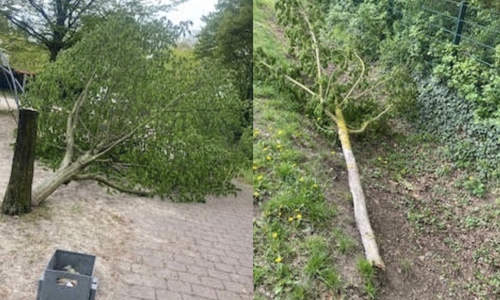 In Peine wurden erneut Bäume zerstört.