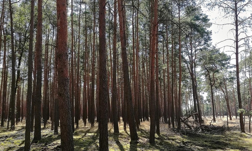 Wald (Archiv)