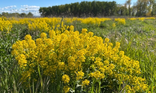 Ein Meer von gelben Blüten: Auf der Speicherwiese vor der Beberburg (das Wäldchen im Hintergrund) ist die Winterkresse im Mai voll aufgeblüht.