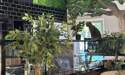 In diesem Café ist die Samtpfote der Boss. Die Katzen dürfen sich frei bewegen. 