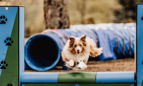 Die Harzer Hundetage in Hahnenklee stehen in den Startlöchern.