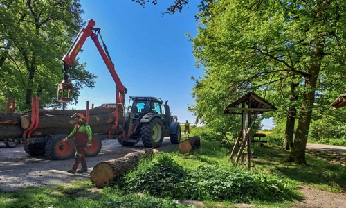 Arbeiten am Waldparkplatz an der Drillingskiefer.