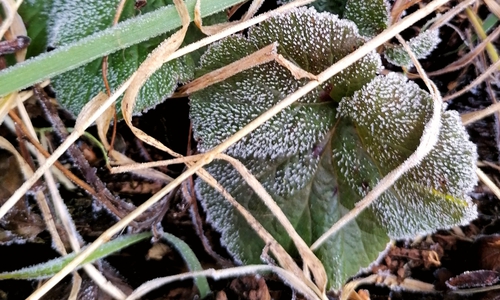 Frost (Symbolbild).