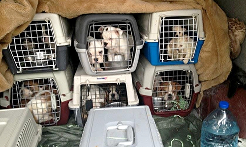 Die Tierschutzorganisation TASSO e.V. fordert einen politischen Kurswechsel, um dem illegalen Welpenhandel Einhalt zu gebieten.