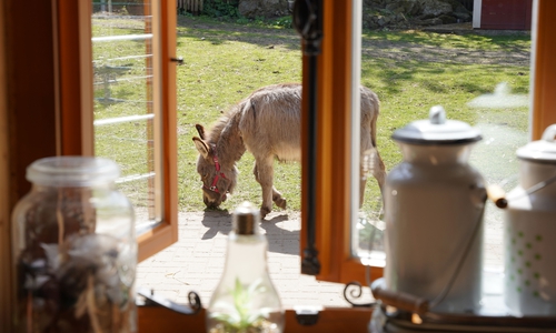Blick aus dem Küchenfenster: Die Tiere kommen auch gerne mal mit an den Tisch.