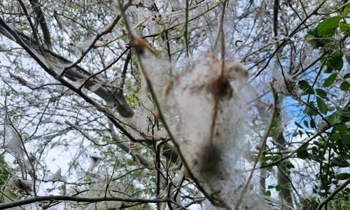 Typisch für die Gespinstmotte sind dichte, weiße Netze, die ganze Sträucher oder Bäume wie mit einem Schleier überziehen
