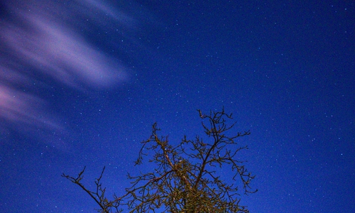 Nachtmotiv eines Baumes mit vorbeiziehenden Wolken.