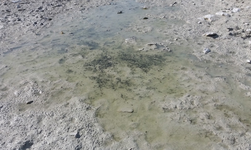 Die Feuerwehren lieferten mit mehreren Löschfahrzeugen und zehn Kameraden viele tausend Liter Wasser in die Laichgewässer.