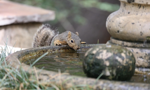 Privatpersonen können durch das Aufstellen von Wasserstellen einen wichtigen Beitrag leisten, damit Wildtiere nicht verdursten.