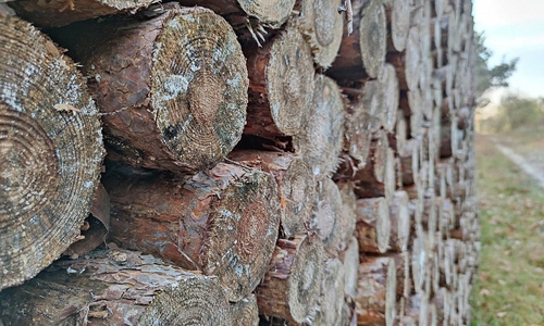 Holzstämme (Archiv)