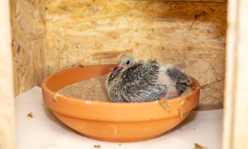 Nur noch wenige Jungvögel werden ausgebrütet.