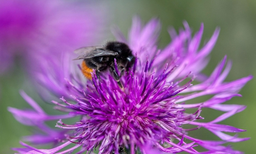 Ein naturnaher Garten fördert die heimische Artenvielfalt von Wildtieren.