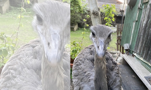 Am vergangenen Sonntagabend ist ein Nandu aus seinem Gehege in Heiningen ausgebrochen.