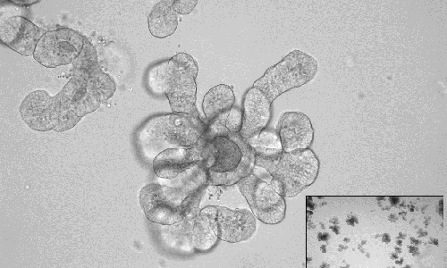 Hellfeldmikroskopie von Darm-Organoiden vom Nilflughund (Rousettus aegyptiacus).