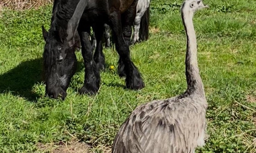 Ein Nandu ist entlaufen.