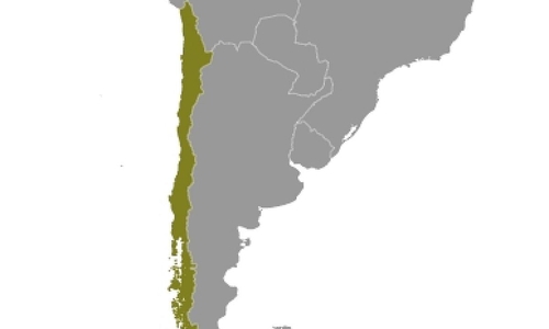 Chile (Archiv)