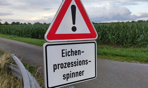 Warnung vor Eichen-Prozessionsspinner (Archiv)