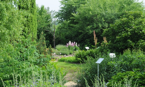 Die TU Braunschweig lädt zum Tag der offenen Tür im Arzneipflanzengarten ein.