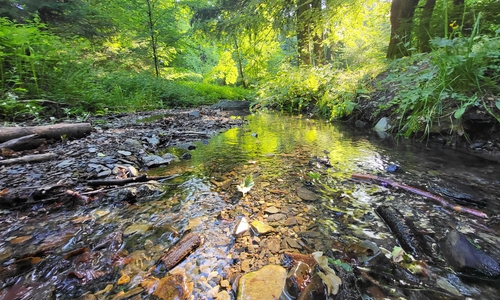 Viele oberirdische Gewässer im Landkreis Goslar – wie hier das Flussbett des Borgbergbaches bei Wolfshagen im Harz – führen gegenwärtig nur noch sehr geringe Wassermengen.