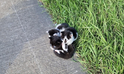 Katzen Autobahndreieck Ahlhorn (Archiv)