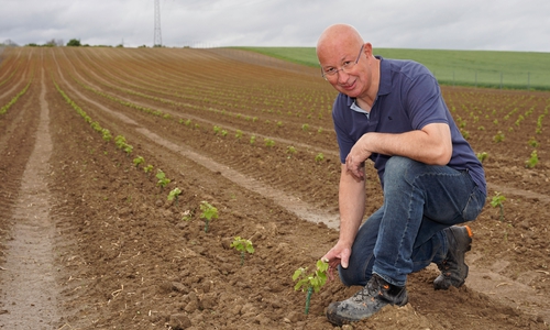 Detlev Quidde begutachtet seine Weinpflanzen auf dem Feld zwischen Linden und Wendessen. Oben am Hang ist die Graufärbung durch den Kalk zu sehen.