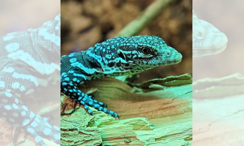 Nachdem der Blaue Baumwaran geschlüpft ist, sucht er sich instinktiv einen Platz, an dem er sich wärmen kann.