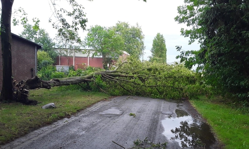 Ein Baum ist auf eine Straße gestürzt.
