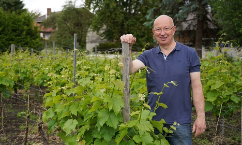 Auf seinem Hof in Wendessen baut Detlev Quidde schon seit 2007 auf einer kleinen Fläche die Rebsorte Solaris an.