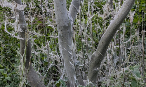 Derzeit sind viele Bäume von feinen Netzen überzogen. 