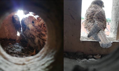 In der Hornburger Marienkirche gab es Falken-Nachwuchs.