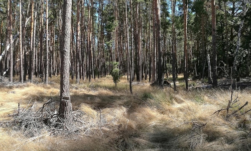 Wald (Archiv)