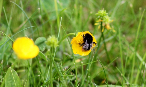 Hummel bestäubt Blüte (Archiv)