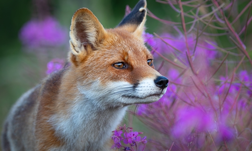 Füttern bringt Wildtiere in Gefahr. 