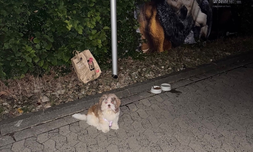 In Braunschweig wurde ein kleiner Mischlingsrüde mitten in der Nacht ausgesetzt – angebunden vor einem Tierladen