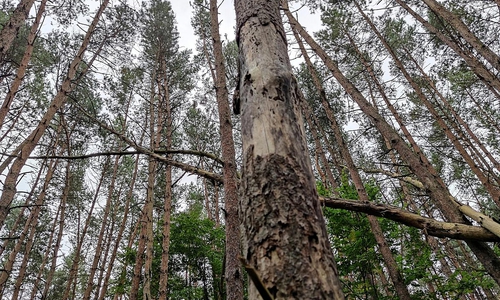 Wald (Archiv)