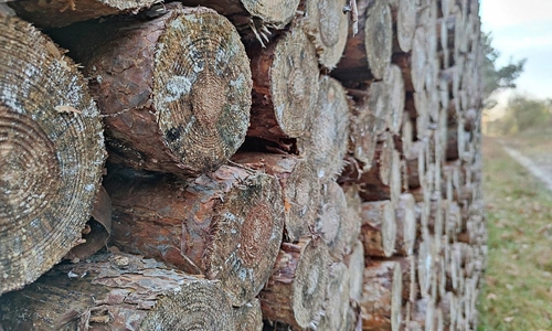 Holzstämme (Archiv)