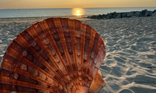 Beim Sammeln von Muschel sollte man die örtlichen Regeln beachten. 
