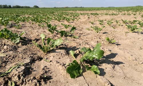 Trockenes Salatfeld (Archiv)